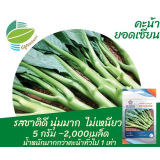 คะน้ายอดเซียน (Chinese​ Kale)​ ประมาณ 480 เมล็ด