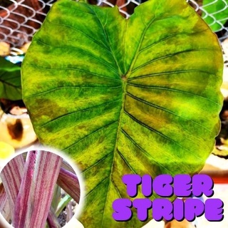 1 ต้น Colocasia Tiger Stripe บอนลายเสือ บอนป่าหายาก ลายต้นสวยชัด ลายใบโดดเด่น ปลูกประดับสวยงาม ส่งแบบตัดใบ