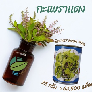 กะเพราแดง กระป๋อง 25 กรัม (Red Holy Basil)