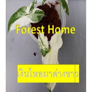 ต้นเงินไหลมาด่างขาว_Syngonium_podophyllum_Variegated_ส่งทั้งกระถาง_ต้นไม้มงคลไม้ฟอกอากาศ