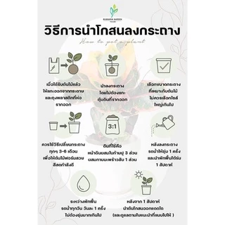 ต้นโกสนพันธุ์ แผ่นดินทอง (ทรงพุ่ม) ไซส์ใหญ่ สูง 30-40 เซนติเมตร ซื้อ 10 แถม 1 (จัดส่งแบบถอดกระถาง+รับประกันสินค้า)