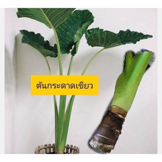 Alocasia Macrorrhiza หรือ บอนกระดาษเขียว(ยักษ์) ส่งแบบตัดใบ บอนขนาดสูงและใหญ่มาก(ใหญ่กว่าคนหลายเท่า)