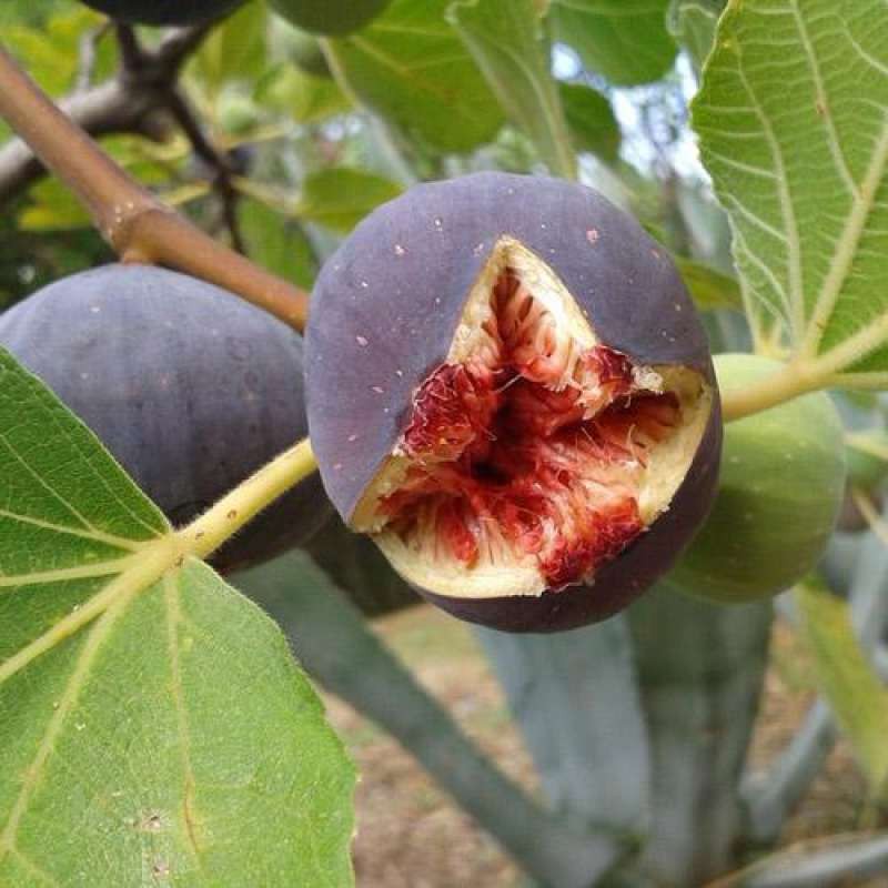 Figs ต้นมะเดื่อฝรั่ง พันธุ์ Sultane อร่อย หวาน  จัดส่งพร้อมกระถาง 10 นิ้ว ลำต้นสูง 1เมตรขึ้นไป