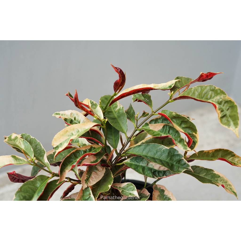 มุมมอง 2