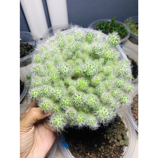 แมมขนแมว ไซส์เบบี้ จากพอต Mammillaria bocasana แคคตัส กระบองเพชร cactus&amp;succulent (ขั้นต่ำ 5 ต้น)