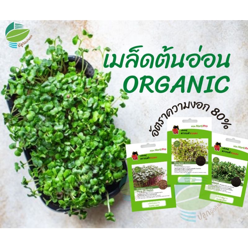 เมล็ด​พันธุ์​ต้นอ่อน ออร์แกนิค (Organic Microgreens อัลฟาฟ่า แรดิชแดง มัสตาร์ด กวางตุ้งญี่ปุ่น ผักบุ้ง ทานตะวัน