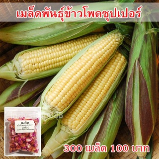 เมล็ดพันธุ์ ข้าวโพดซุปเปอร์ ข้าวโพดหวาน ข้าวโพดเหลือง 300 เมล็ด