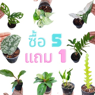 5 แถม 1 !!! ไม้ฟอกอากาศ ไม้มงคล พิ้งค์สปอต พลูฉลุ พลูแอปเปิ้ล ออมกนก พลูแนบอุรา รวยโชค