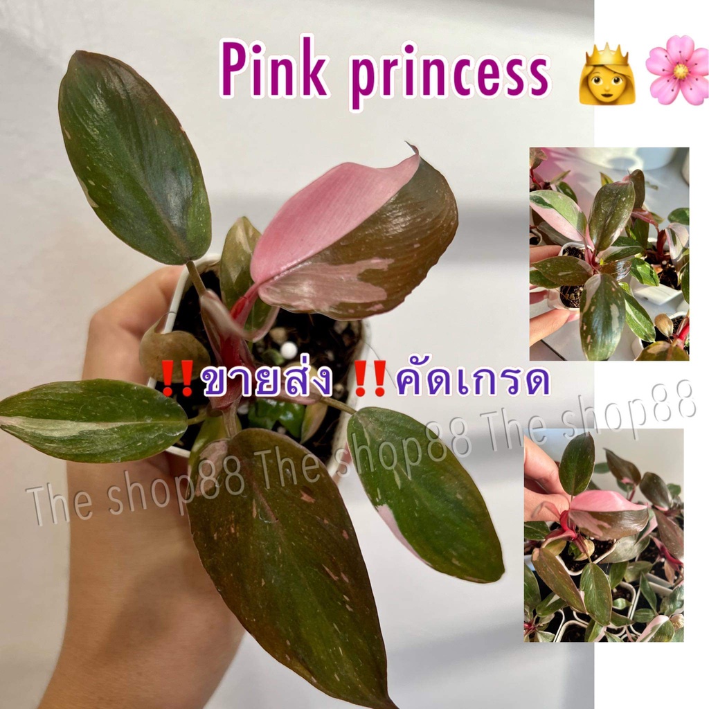ขายส่ง‼️ต้นฟิโลเดนดรอน พิงค์ ปริ้นเซส เจ้าหญิงสีชมพู (Philodendron Pink Princess)🌸🌸🌺