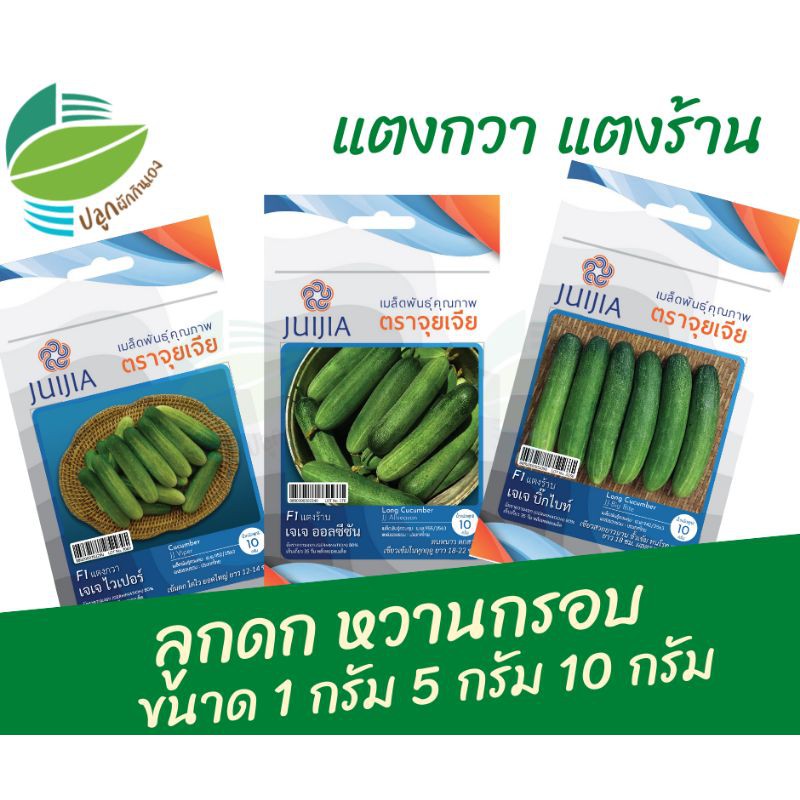 แตงกวา แตงร้าน (Cucumber, Long Cucumber)​