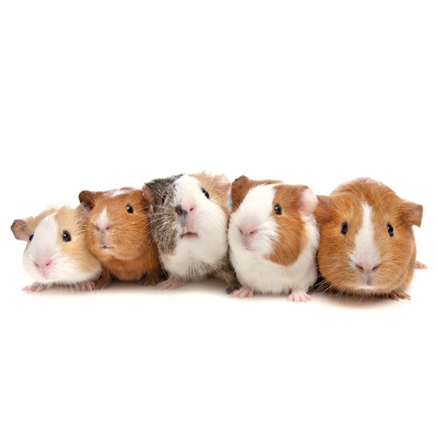 รูปภาพ 4