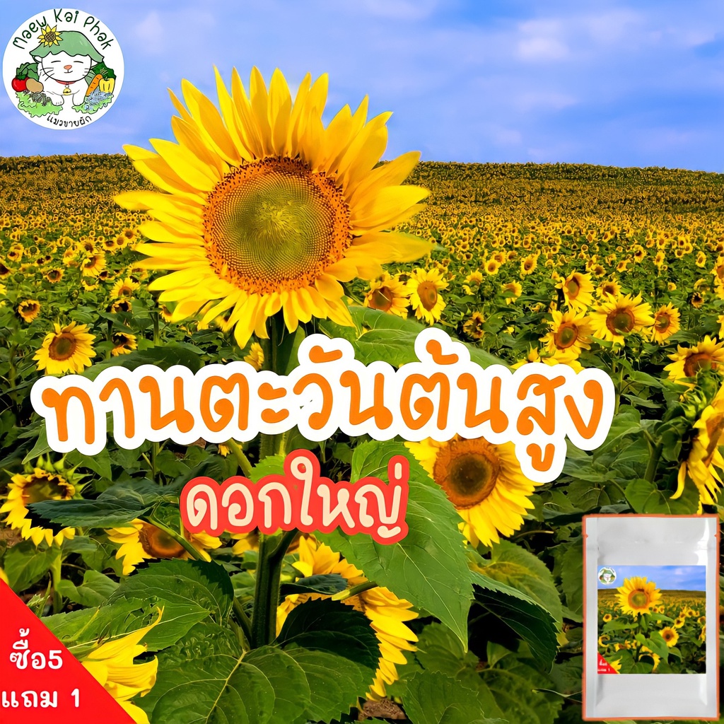 เมล็ดพันธุ์ ดอกทานตะวัน ทานตะวัน ทานตะวันต้นสูง Sun flower seed ต้นสูง ดอกใหญ่ 200 เมล็ด  ปลูกดอกไม้ ขายดี