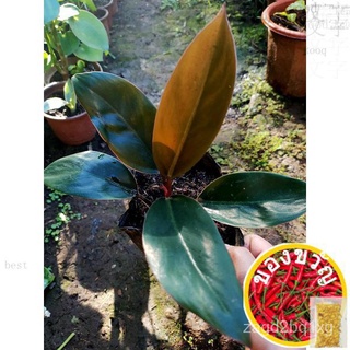 philodendron red congo dwarf ship from mindanao.read first before placing order.)种子/生菜/帽子/鲜花/园艺/通心菜/seeds/头饰/文胸/木瓜//กุหล