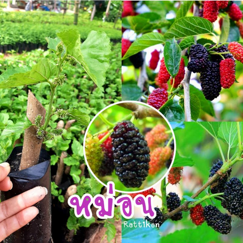 หม่อน หรือมอน(เชต6ต้น100บาท)ผลรสหวานอมเปรี้ยว(รับประกันสินค้าชำรุดเสียหาย)