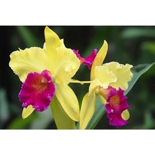 30 เมล็ดพันธุ์ เมล็ดกล้วยไม้ แคทลียา (Cattleya Orchids) Orchid flower seeds อัตราการงอก 80-85%