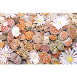 LITHOPS - karasmontana Mix (10 เมล็ด)