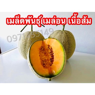 เมล็ดพันธุ์ เมล่อนญี่ปุ่น เนื้อส้ม คัดพิเศษ