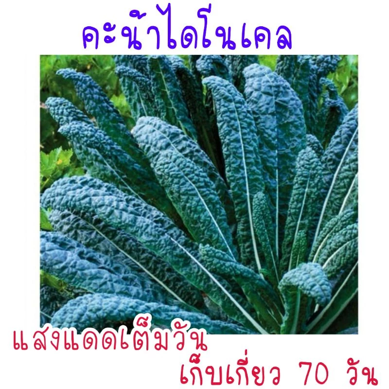 เมล็ด​พันธุ์​ คะน้าไดโนเคล​ lacinato kale​ 150เมล็ด​