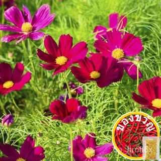 เมล็ดพันธุ์ ดาวกระจายคละสี ดอกคอสมอส (Mixed Cosmos Flower Seed) 350 เมล็ด คุณภาพดี ราคาถูกManilaCabbageCosmosPurityMarig