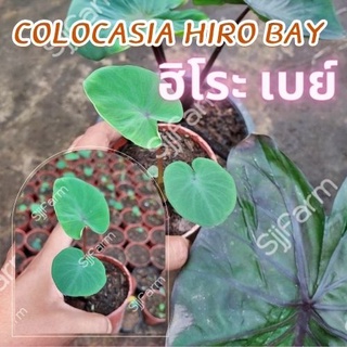 1 ต้น โคโลคาเซีย ฮิโระเบย์ Colocasia Hilo bay ปลูกได้ทั้งแบบบนดินและในน้ำ💦 จัดส่งแบบคละต้น สินค้าพร้อมส่ง