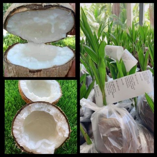 ต้นกล้ามะพร้าวน้ำหอมแท้(Coconut Milk Tree)การันตีคืนเงิน100%