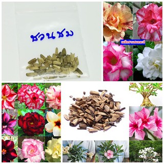 ขายส่ง 100 เมล็ด เมล็ดชวนชม คละสี คละสายพันธุ์ Adenium Seeds กุหลาบทะเลทราย ดอกไม้แห่งความร่ำรวย ชวนชมบอนไซ ชวนชมแคระ