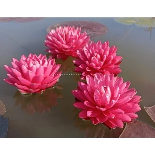 บัวฝรั่งชื่อมาลิกาญจน์ Waterlily