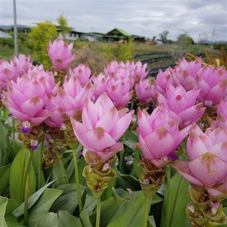 2 เหง้า ว่าน ปทุมมา กระเจียวบัว, ขมิ้นโคก หรือ ทิวลิปสยาม (Siam tulip) ดอกบัวสวรรค์