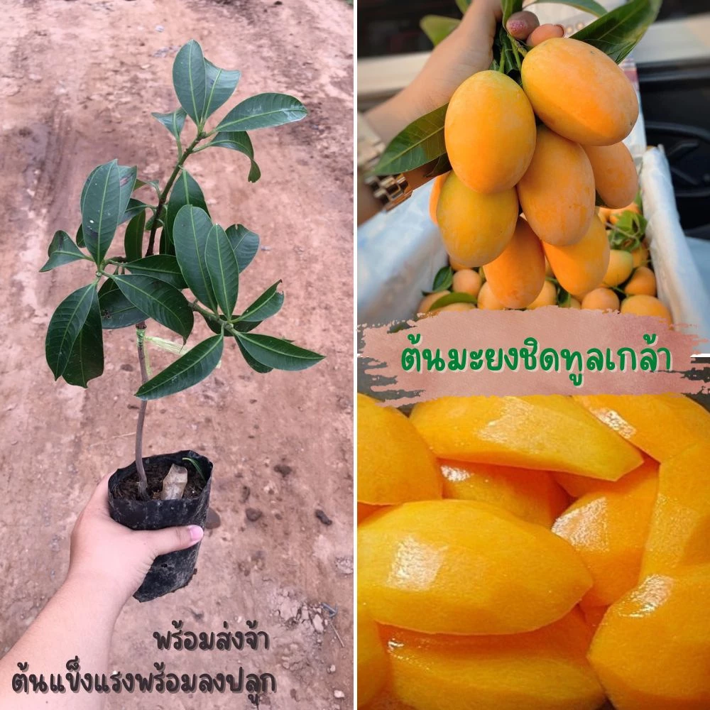 ต้นพันธุ์มะยงชิดทูลเกล้า(1 ต้น) ต้นเสียบยอด ให้ผลใหญ่เทียบไข่ไก่ ต้นพันธุ์สูง 35 ซม. พร้อมส่ง🌲🌲
