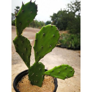 opuntia humifusa ลิ้นปีศาจ (ตัดสด)