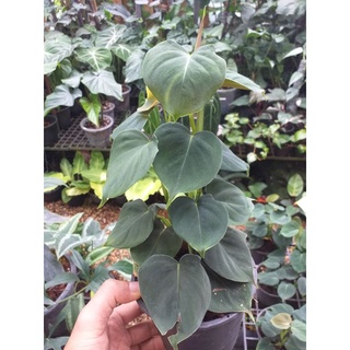 พิโลลูพีนั่ม Philodendron lupinum กถ.5" มี 3 กิ่งใน 1 กระถาง เหมาะนำไปขึ้นหลักหรือแยกกระถาง ค้มๆ