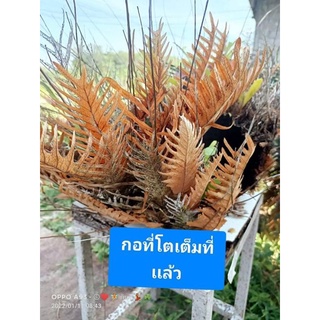 เฟิร์นกระปรอดเล็ก หรือ กระปรอดหิน เฟิร์นในกระกูลกระแต่ไต่ไม้ ขนาดกอที่ส่งตามภาพ