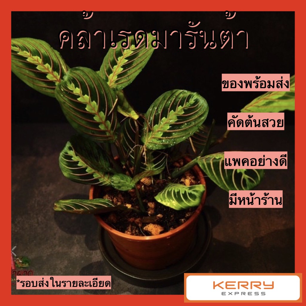 คล้าเรดมารันต้า Calathea Red Maranta กระถาง 5”
