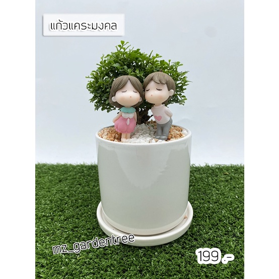[ต้นไม้จริง] ไม้มงคล บอนไซแก้วแคระมงคล..คู่รัก **ต้นไม้คัดฟอร์มสวยทุกต้น**