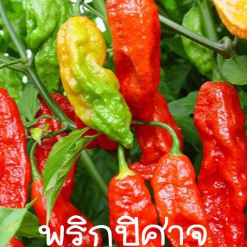 พริกปีศาจ😈เผ็ด10 เท่า!!!🎯ถูกที่สุด10 บ.📌เมล็ดพันธุ์พริกปีศาจ 5 เมล็ด🌶พริกอัคนีพิโรธ👉พริกร้อยครก🌶งอกง่าย โตไว🌱🎯เผ็ดสลบ!!