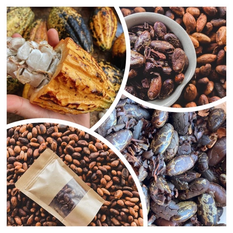 cacao nibs (คาเคา นิบส์) โกโก้นิบส์ Shopee Thailand