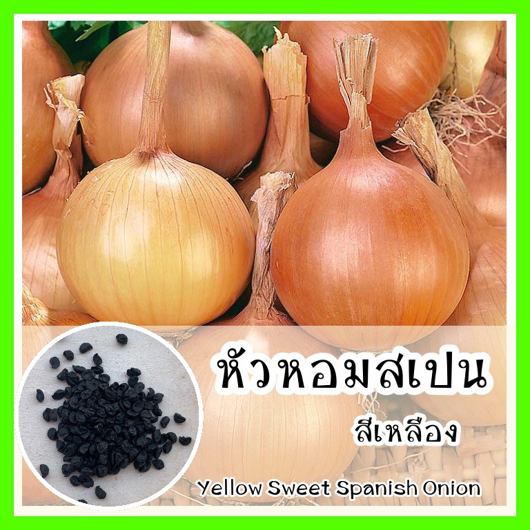 พร้อมส่ง รหัส 043 เมล็ดพันธุ์แท้ OP หัวหอมสเปนสีเหลือง หัวใหญ่กว่า เนื้อหวานกว่า โตไว - Yellow Sweet Spanish Onion