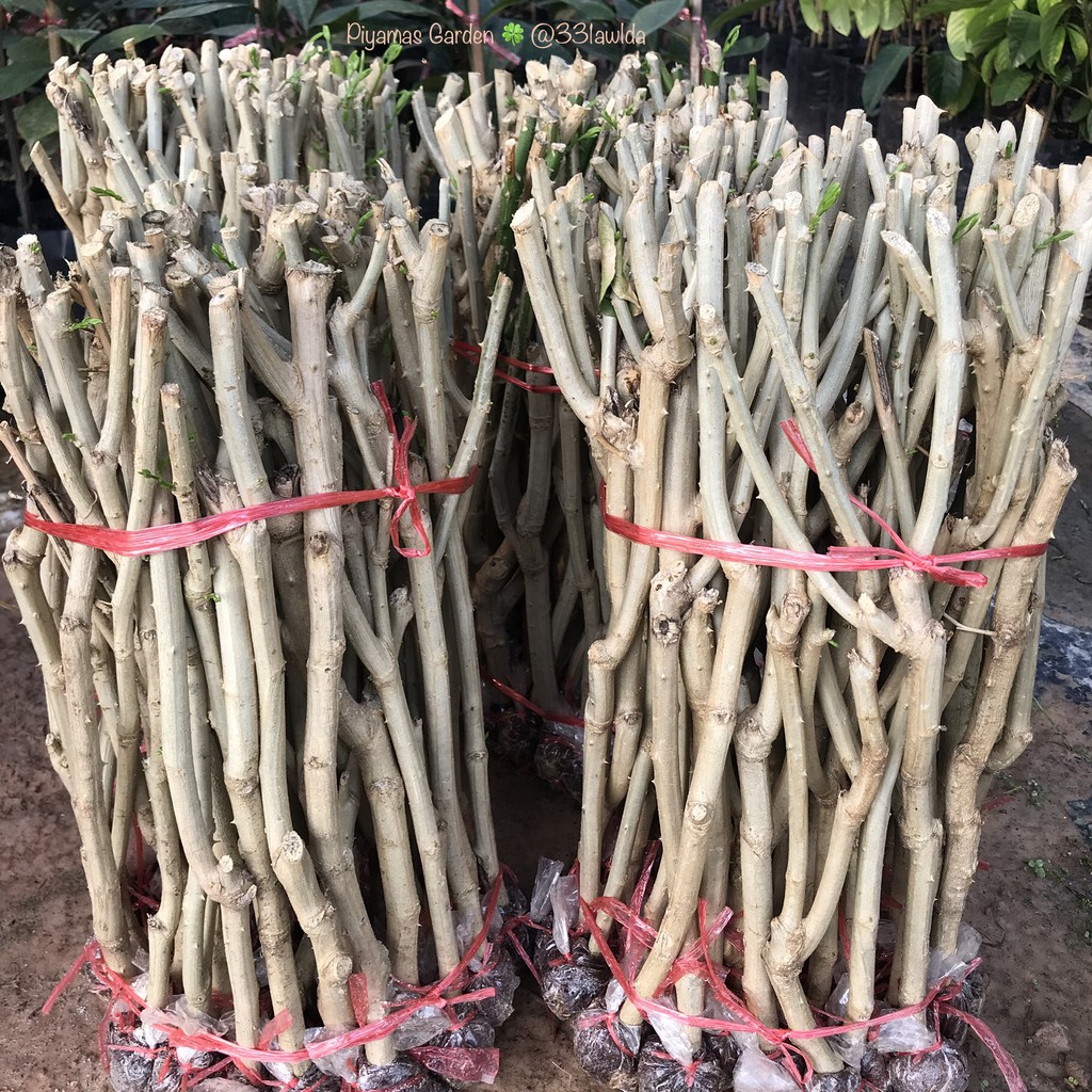 กิ่งพันธุ์ชะอม ชะอม 1มัดมี50กิ่ง หนามน้อย (ราคาขึ้นลงตามฤดูกาล)  ขายราคาส่งถูกกว่าตลาด(รับประกันสินค้า)