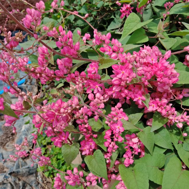 F395 ต้นพวงชมพู Mexican Coral Vine,Coral Creeper - Antigonon leptopus ไม้เลื้อย กลางแจ้ง ปลูกเลี้ยงง่าย ดอกสีชมพู