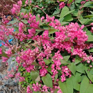 Flower Garden F395 พวงชมพู Mexican Coral Vine,Coral Creeper - Antigonon leptopus ไม้เลื้อย กลางแจ้ง ปลูกเลี้ยงง่าย