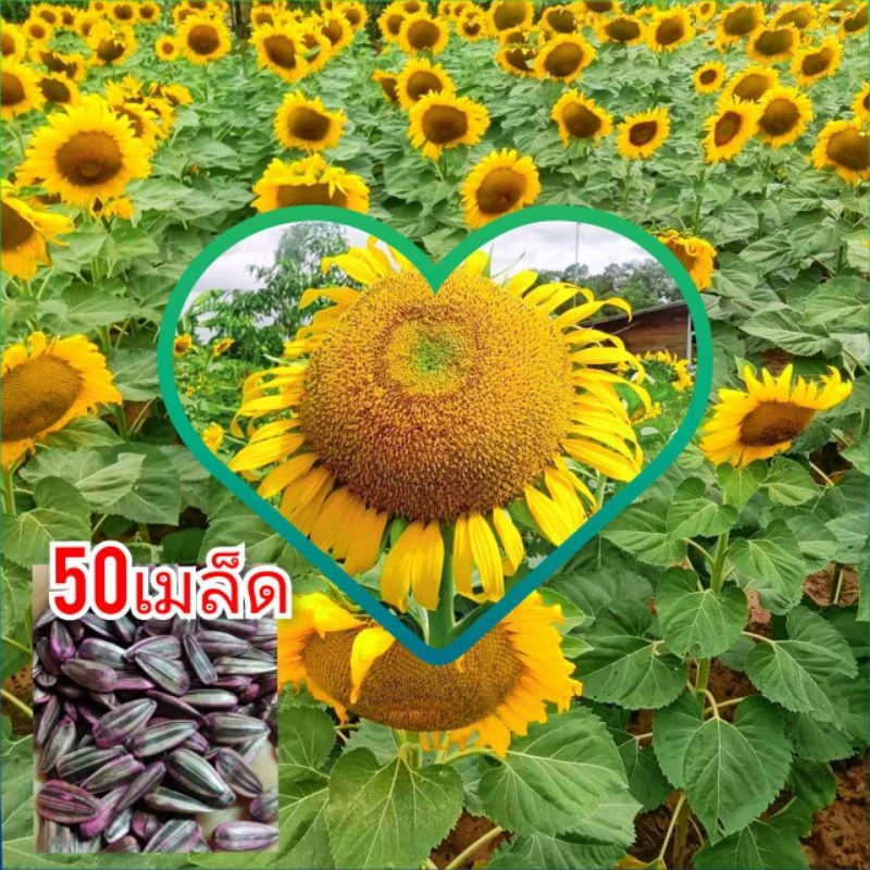 เมล็ดพันธุ์ทานตะวัน 50 เมล็ด อะควาร่า 6 ดอกใหญ่เหลืองสวยงาม ทนแล้ง ให้ผลผลิตสูงใจ