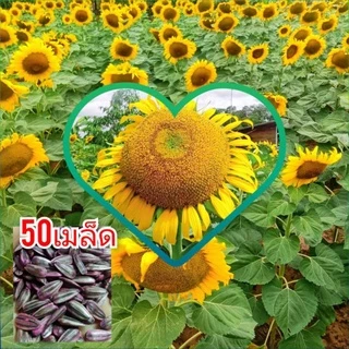 เมล็ดพันธุ์ทานตะวัน 50 เมล็ด อะควาร่า 6 ดอกใหญ่เหลืองสวยงาม ทนแล้ง ให้ผลผลิตสูงใจ