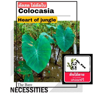 Colocasia Heart of jungle ตัดสด ไม่ตัดใบ โคโลคาเซีย หัวใจเเห่งป่า