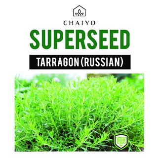 เมล็ดพันธุ์ทาร์รากอน ชัยโย 320 เมล็ด TARRAGON (RUSSIAN) 320 SEEDS