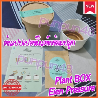 CGM48 PLANT BOX Eien Presure กระถางต้นไม้พร้อมดินผสมปุ๋ยออร์แกนิก เมล็ดพันธุ์เปปเปอร์มินต์ พร้อมปลูก ส่งได้ทันที