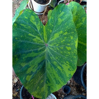 บอนเลม่อนColocasia Lemon-Lime​  ส่งยกกระถาง