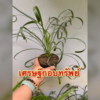 🌿เศรษฐีกอบทรัพย์ ไม้มงคล ไม้ประดับ🌿