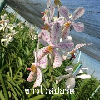 ม็อคคาร่า ส่งแบบไม่ติดดอก