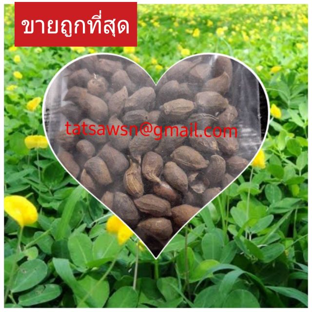 เมล็ดพันธุ์ถั่วบราซิล โปรโมชั่น:(50เมล็ด) ปลูกประดับสวยงาม พืชคลุมดิน สนามหญ้า จัดสวน