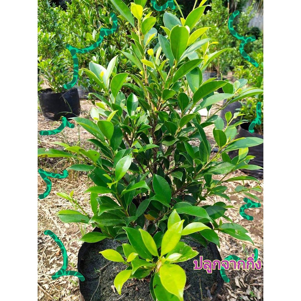 ไทรเกาหลี   กิ่งตอน  ทรงสวย ปลูกง่าย โตเร็ว   ไทรเกาหลีพร้อมลงดิน ขนาด 50-60 cm ชุด10 ต้น